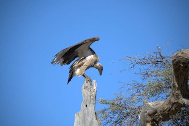 Ulusal Park 'ta Afrika Kartalı