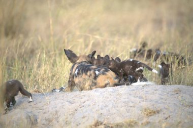 Afrika bozkırında bir grup köpek.
