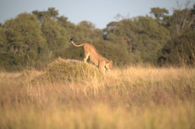 Afrika 'nın savanasında yürüyen bir aslan