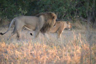 Güney Afrika 'daki Kruger Ulusal Parkı' nda erkek aslanlar..