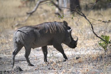 Afrika Kruger Ulusal Parkı 'nda siyah antiloplar.