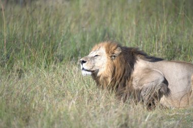 Erkek aslan çim Kruger National Park, Güney Afrika için dinlenme.