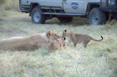 Bir aslan ve iki yavru Kenya, Afrika 'daki savanda oynuyorlar.