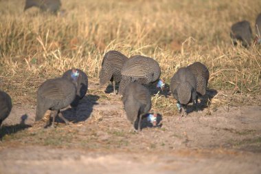 Kenya bozkırında bir grup kuş.