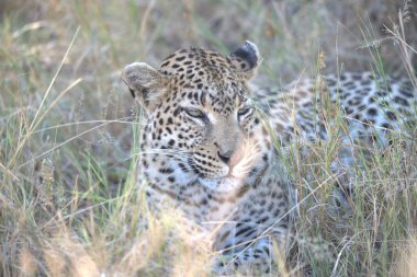 Leopar doğada