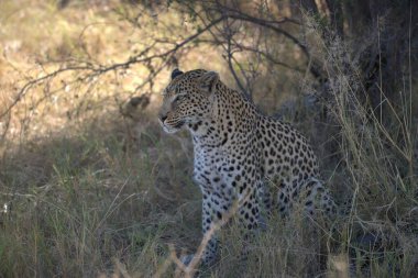 Kenya bozkırında leopar