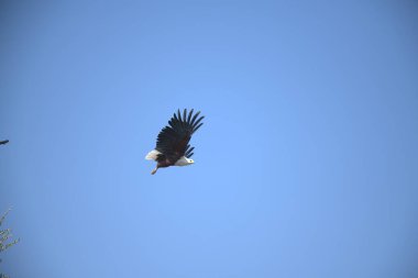 Kartal kuşu, vahşi yaşam hayvanı.