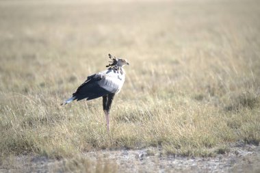Afrika 'nın vahşi kuşu, Kenya