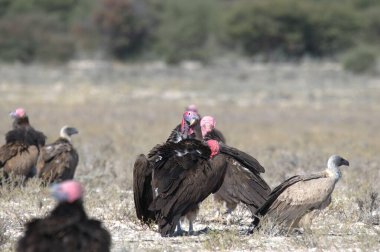 Doğadaki güzel kuşun manzarası
