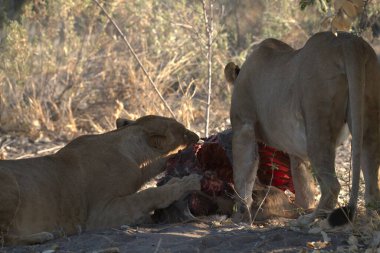 Afrika 'nın bozkırındaki aslan