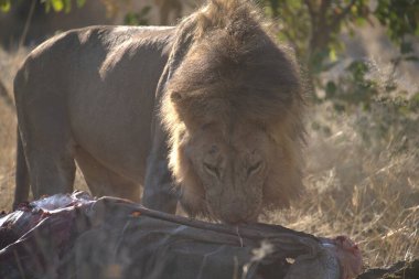 Savannah Kenya aslan