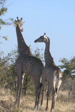Zürafa, kamelya deve, memeli, kenya