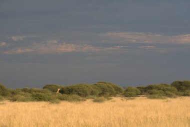 # Vahşi bir Afrika çalısı manzarası... # #... ovalarında ağaçlar... #