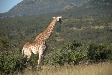 Savanadaki zürafa