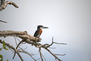 siyah kuyruklu Kingfisher (alceatdo atensis) Brezilya 'nın tanal ormanındaki dala tünedi.