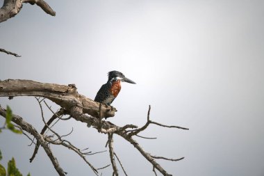 Vahşi doğadaki balıkçı, doğal yaşam alanı, Güney Afrika