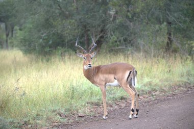 Güney Afrika 'daki Kruger parkında çimlerde bir dişi kudu.