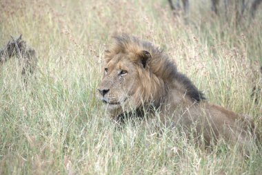 Afrika savanındaki aslanlar Tanzanya bozkırında