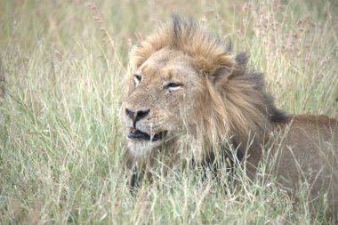 Kenya savanındaki aslan