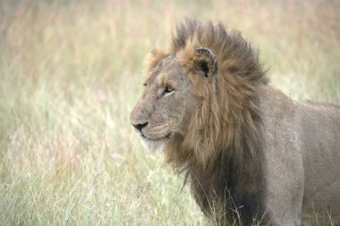 Aslan, Panthera, Kenya, Afrika