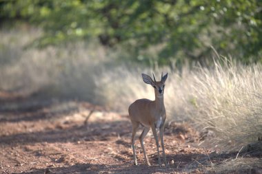Kızıl geyik (cervus elaphus )
