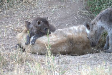 Afrika 'nın bozkırında bir grup vahşi hayvan