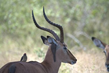 dişi antilop (gelaphus gelaphus) )