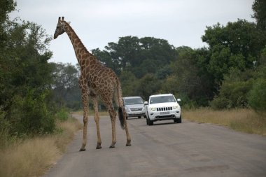 Safari Parkı'nda Zürafa