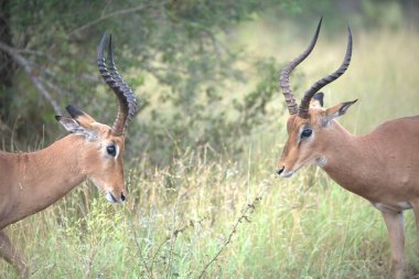Impala Kenya bozkırında