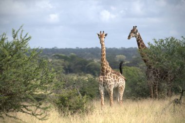 Afrika savana içinde iki zürafa