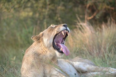 Vahşi aslan, Afrika, Kenya, vahşi