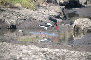Siyah kanatlı ayaklıklar Himantopus 'un vahşi doğasında