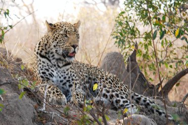 Leopar doğada