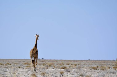 Kenya savanasında zürafa