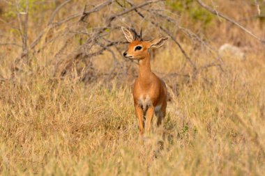 Kenya ulusal parkındaki kuru çimenlerde yürüyen dişi bir kuelle antilobu (tratrax tratratraeros)..