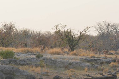 Afrika savanındaki zürafa