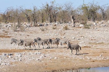 Afrika vahşi hayvanları, safari.