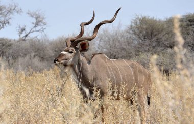 Afrika Bizonu, Syncerus Caffer Güney Afrika 'daki Kruger Ulusal Parkı' nda.
