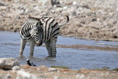 Sudaki zebra, Afrika