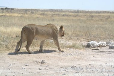 Kenya 'nın savanasında yürüyen dişi aslan.