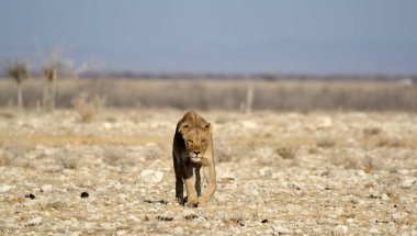Kenya savanındaki Afrika aslanı.