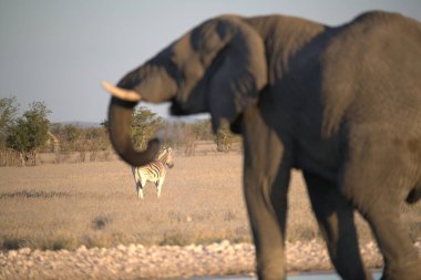 Afrika fili savanada yürüyor