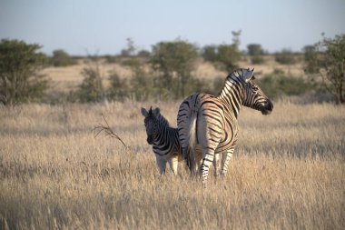 Çayırdaki zebra