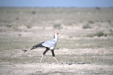 Svaziland 'ın ulusal rezervinde beyaz taçlı vinç