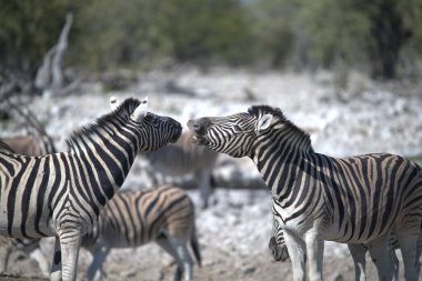 Savananın savanasında iki zebra