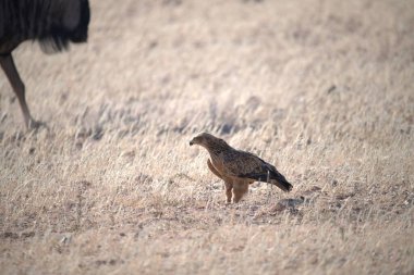Afrika kartalı, haliaeetus albicus, erkek, kuş, av, vahşi yaşam, doğa, vahşi hayvan