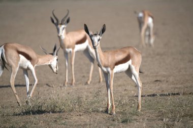 kırmızı - desha, ceylan - ceylan, ceylan - ceylan, etosha Ulusal Parkı, namibya