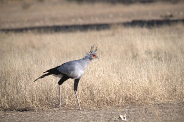 a closeup shot of a bird in the desert