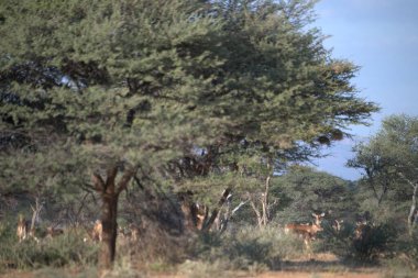 Kenya ulusal parkında zürafa