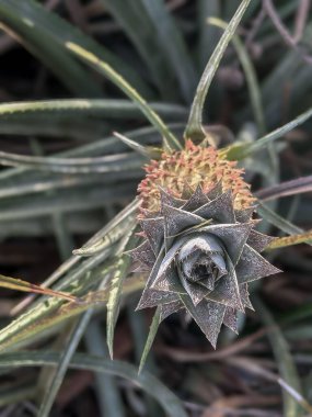 Brezilya Savanası 'ndan bir ananas görüntüsü. Yukarıdan çekilmiş, etrafı dikenli yeşil yapraklarla çevrili. Görüntü, tropikal bitkinin doğal güzelliğini ve yapısal detaylarını vurguluyor..